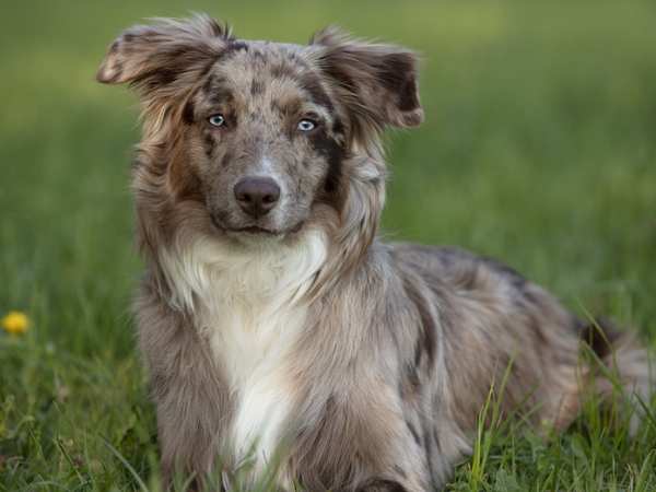 Cách huấn luyện chó Australian Shepherd ngoan ngoãn, đảm bảo hiệu quả