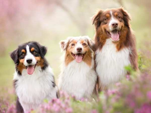 Cách huấn luyện chó Australian Shepherd ngoan ngoãn, đảm bảo hiệu quả