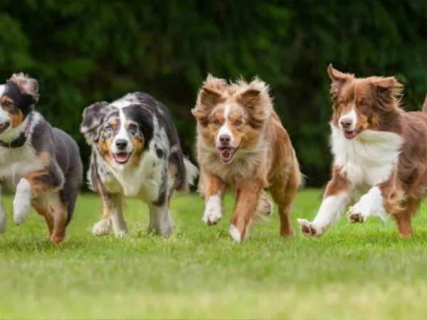 Cách huấn luyện chó Australian Shepherd ngoan ngoãn, đảm bảo hiệu quả