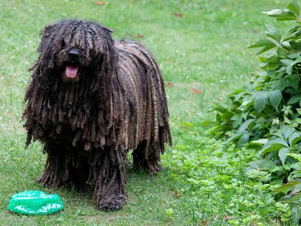 Cách huấn luyện chó Komondor đảm bảo ngoan ngoãn, khỏe mạnh