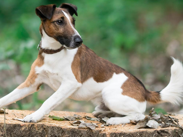 Cách huấn luyện chó Toy Fox Terrier đơn giản, dễ áp dụng tại nhà