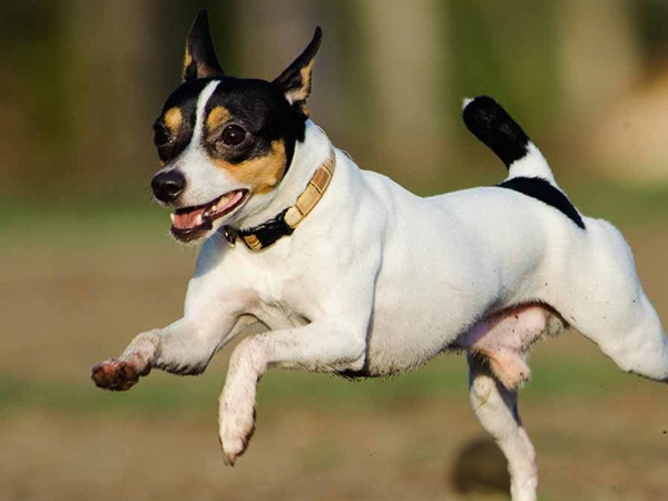 Cách huấn luyện chó Toy Fox Terrier đơn giản, dễ áp dụng tại nhà