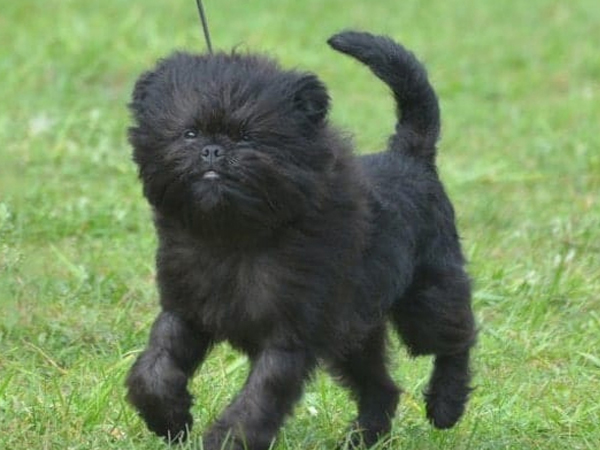 Cách huấn luyện chó Affenpinscher nghe lời khi về nhà mới