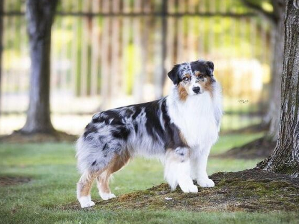 Cách huấn luyện chó Australian Shepherd dễ dàng ai cũng làm được