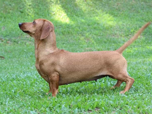 Cách huấn luyện chó Dachshund thuần chủng tại nhà dễ dàng
