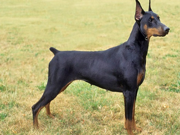 Cách huấn luyện chó Doberman nhanh nhẹn, ngoan ngoãn, thành công 99%