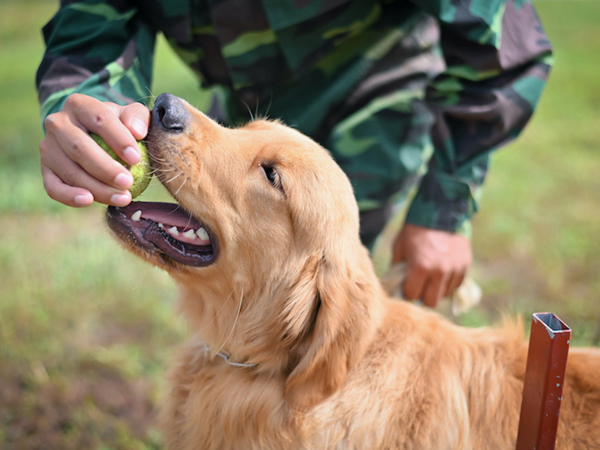 Cách huấn luyện chó Golden Retriever toàn tập, thành công nhanh chóng