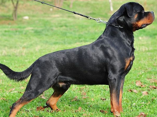 Cách huấn luyện chó Rottweiler bài bản nhất từ chuyên gia