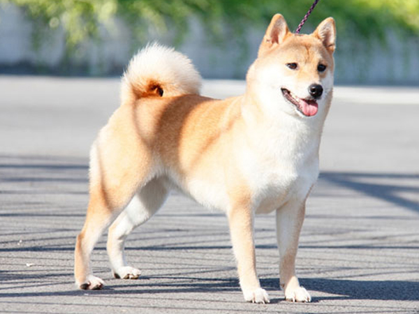 Cách huấn luyện chó Shiba Inu căn bản cho người chưa có kinh nghiệm