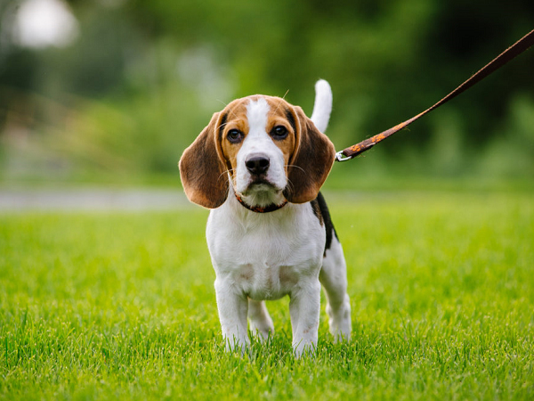 Cách huấn luyện chó Beagle đúng kỹ thuật, chú cún nghe lời chủ răm rắp