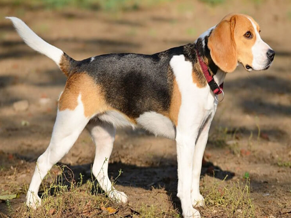 Cách huấn luyện chó Beagle đúng kỹ thuật, chú cún nghe lời chủ răm rắp