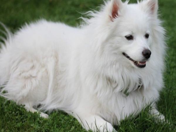 Cách huấn luyện chó American Eskimo đáng yêu, thông minh khiến bạn hài lòng