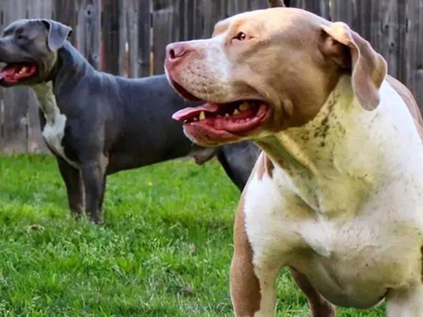 Cách huấn luyện chó Pitbull dũng mạnh, vâng lời, chung thành tuyệt đối