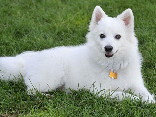 Cách nuôi chó American Eskimo thông minh, khỏe mạnh, quấn chủ