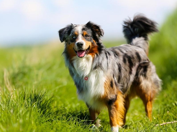 Cách nuôi chó Australian Shepherd đúng kỹ thuật, khỏe mạnh, đáng yêu