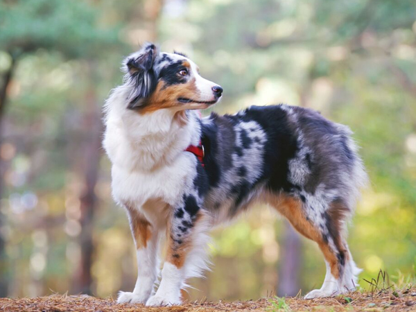 Cách nuôi chó Australian Shepherd đúng kỹ thuật, khỏe mạnh, đáng yêu