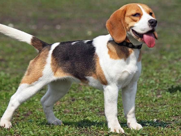 Cách nuôi chó Beagle đúng kỹ thuật, đơn giản tại nhà