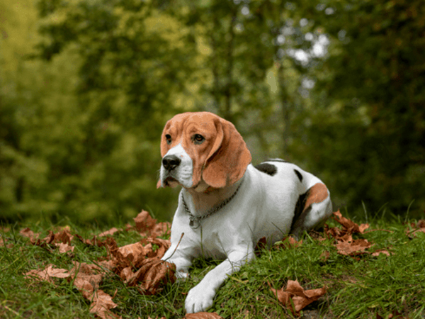 Cách nuôi chó Beagle đúng kỹ thuật, đơn giản tại nhà
