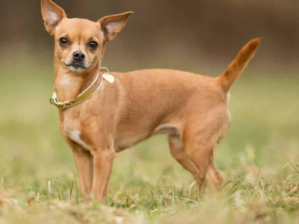 Cách nuôi chó Chihuahua toàn tập, chi tiết, giúp kéo dài tuổi thọ