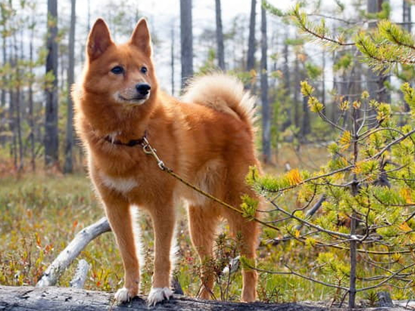 Cách nuôi chó Finnish Spitz dễ dàng cho người mới bắt đầu