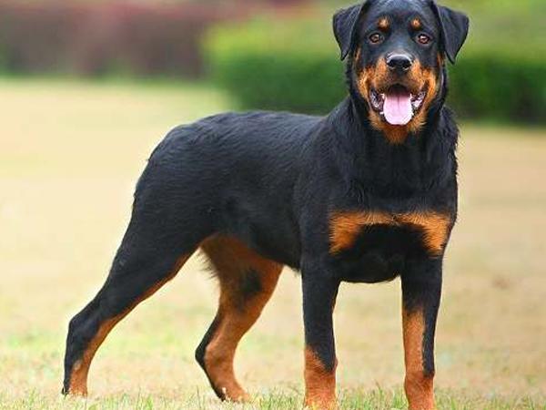Cách nuôi chó Rottweiler khỏe mạnh, trung thành, dũng mãnh
