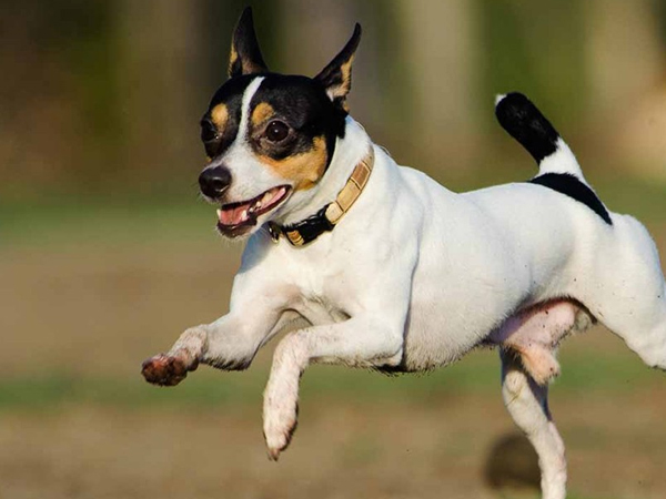 Cách nuôi chó Toy Fox Terrier đúng chuẩn trung tâm huấn luyện