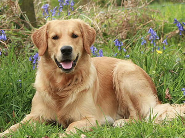 Cách nuôi chó Golden Retriever qua các giai đoạn, đảm bảo Khôn - Khỏe - Đẹp