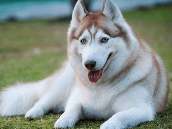 Cách nuôi chó Husky từ A - Z dành cho người mới