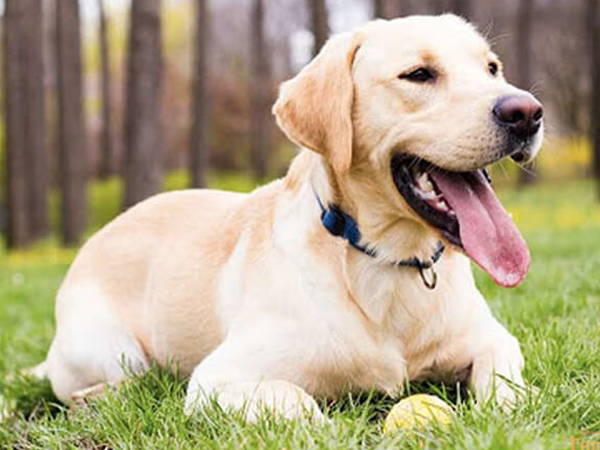 Cách nuôi chó Labrador tổng hợp từ chuyên gia hàng đầu