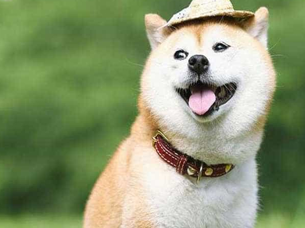 Cách nuôi chó Shiba Inu căn bản cho người mới bắt đầu