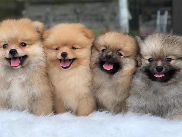 Cách huấn luyện chó Pomeranian tinh khôn, ngoan ngoãn