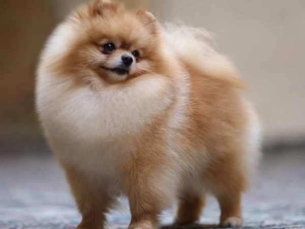 Cách huấn luyện chó Pomeranian tinh khôn, ngoan ngoãn