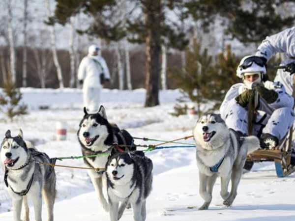 Cách nuôi chó Husky Siberian dành cho người mới bắt đầu vô cùng chi tiết
