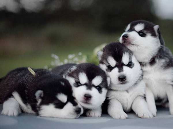 Cách nuôi chó Husky Siberian dành cho người mới bắt đầu vô cùng chi tiết