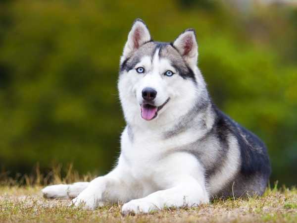 Cách huấn luyện chó Husky Siberian cơ bản và hiệu quả nhất