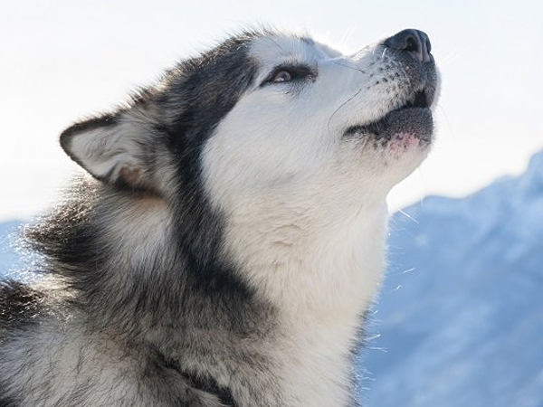 Cách huấn luyện chó Alaskan Malamute như chuyên gia tại nhà