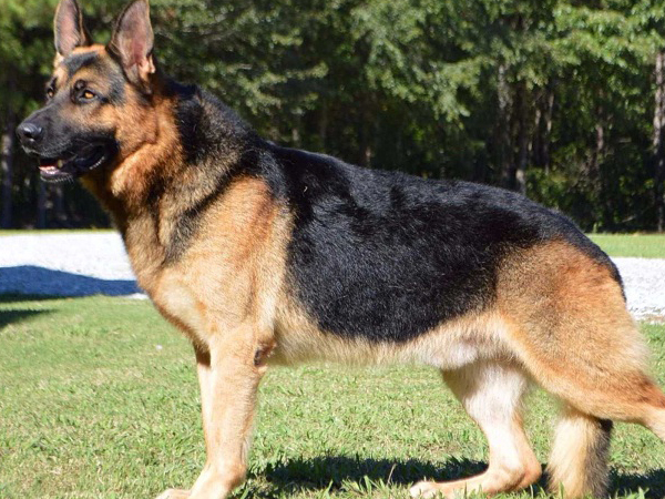 Cách huấn luyện chó German Shepherd chuyên nghiệp chuẩn quân đội