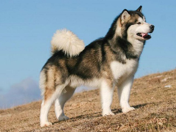 Cách nuôi chó Alaskan Malamute “Toàn tập” cho người mới