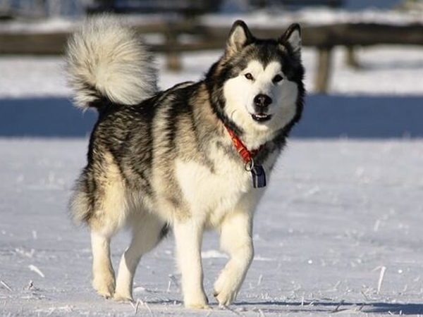 Cách nuôi chó Alaskan Malamute “Toàn tập” cho người mới