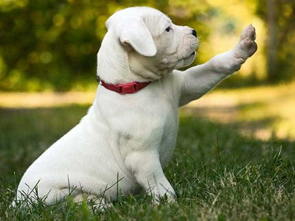 Cách nuôi chó Dogo Argentino ngoan, vâng lời, khỏe mạnh