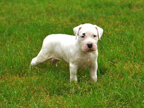 Cách nuôi chó Dogo Argentino ngoan, vâng lời, khỏe mạnh