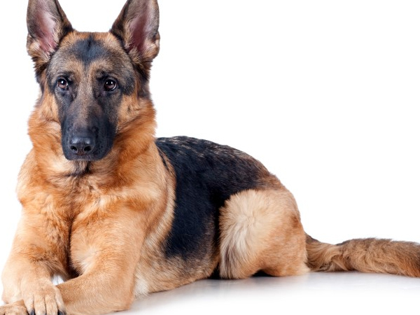 Cách nuôi chó German Shepherd khỏe mạnh, dũng mãnh