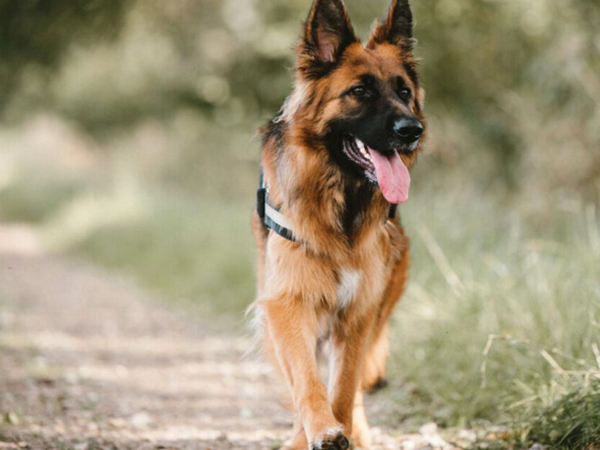 Cách nuôi chó German Shepherd khỏe mạnh, dũng mãnh