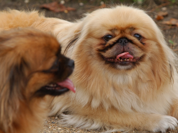 Cách nuôi chó Pekingese bài bản, đảm bảo khỏe mạnh, mau lớn