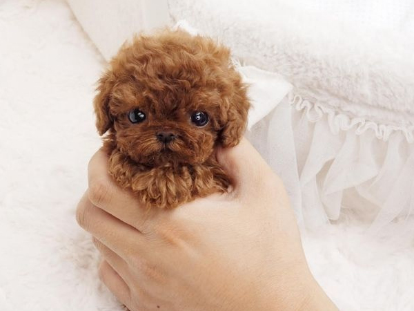 Cách nuôi chó Poodle Tiny Khôn - Khỏe - Đáng yêu cho người mới bắt đầu