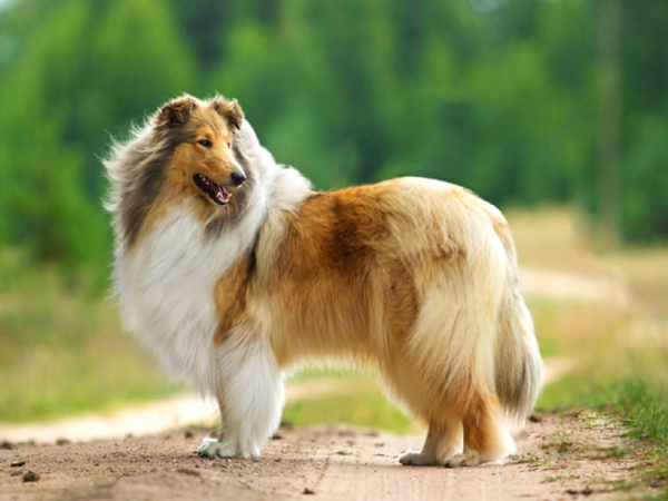 Cách nuôi chó Shetland Sheepdog khỏe đẹp, thông minh, trung thành