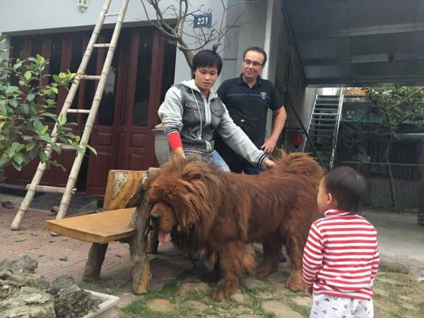 Cách huấn luyện chó Tibetan Mastiff trung thành và dũng mãnh
