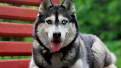 Cách huấn luyện chó Husky Siberian cơ bản và hiệu quả nhất