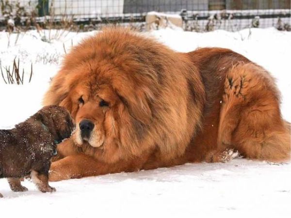 Cách huấn luyện chó Tibetan Mastiff trung thành và dũng mãnh