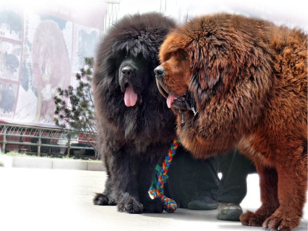 Cách nuôi chó Tibetan Mastiff dáng đẹp, khỏe khoắn
